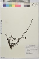 玉山鋪地蜈蚣藏品圖，第1張