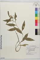 柚葉藤藏品圖，第1張