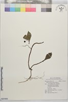 華紫金牛藏品圖，第1張