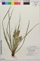 中國宿柱薹藏品圖，第1張