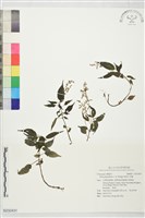 西南冷水麻藏品圖，第1張