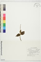 花格斑葉蘭藏品圖，第1張