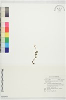白花金唇蘭、阿里山全唇蘭藏品圖，第1張