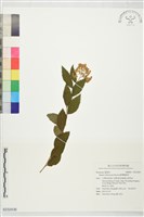 臺灣繡線菊藏品圖，第1張