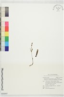 細葉零餘子草、腳根蘭藏品圖，第1張