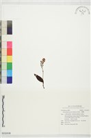 小雛蘭藏品圖，第1張