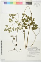 微毛爪哇唐松草藏品圖，第1張