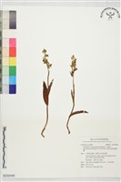 厚唇粉蠂蘭藏品圖，第1張