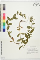 黑龍江柳葉菜藏品圖，第1張