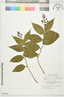 原氏鹿藥藏品圖，第1張