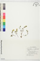 黑斑龍膽藏品圖，第1張