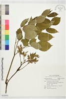 玉山當歸藏品圖，第1張