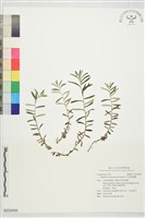 玉山抱莖籟簫藏品圖，第1張