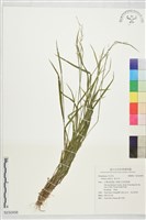 紫羊茅藏品圖，第1張