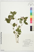 紫花鳳仙花藏品圖，第1張