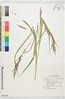 紅果薹藏品圖，第1張