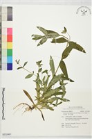 大籽當藥、巒大當藥藏品圖，第1張