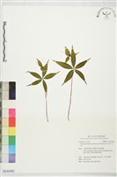 高山七葉一枝花藏品圖，第1張