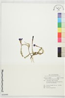 阿里山龍膽藏品圖，第1張