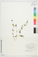 圓葉豬殃殃藏品圖，第1張