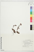 玉山水苦賈藏品圖，第1張