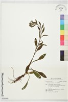 北美一枝黃花藏品圖，第1張