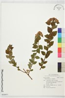 假繡線菊藏品圖，第1張