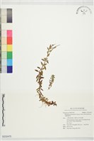 合歡柳葉菜藏品圖，第1張