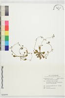 高山通泉草藏品圖，第1張