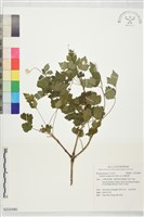 高山鐵線蓮藏品圖，第1張