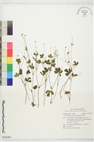 鹿場毛茛藏品圖，第1張