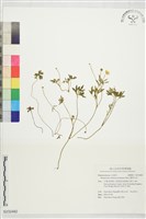 蓬萊毛茛藏品圖，第1張