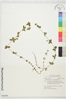 圓葉豬殃殃藏品圖，第1張