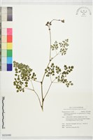 微毛爪哇唐松草藏品圖，第1張