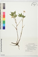 多果雞爪草藏品圖，第1張