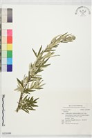 登錄號:S232489藏品圖，第1張