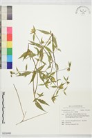 狗筋蔓藏品圖，第1張