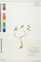星果佛甲草藏品圖，第1張