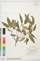 狹葉櫟藏品圖，第1張