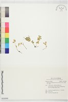 豆瓣綠, 小椒草藏品圖，第1張