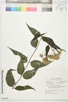 塔山澤蘭藏品圖，第1張