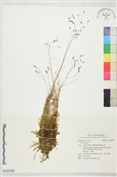 登錄號:S232508藏品圖，第1張