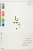 山桔梗藏品圖，第1張