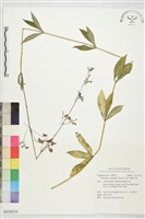 輪葉沙參藏品圖，第1張