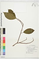 大葉南蛇藤藏品圖，第1張