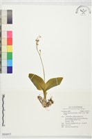 彎柱羊耳蒜、彎柱羊耳蘭藏品圖，第1張