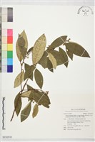 霧社木薑子藏品圖，第1張