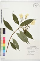 狹瓣八仙花藏品圖，第1張