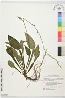 台灣寬葉鬼督郵藏品圖，第1張