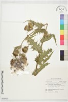 台灣薊藏品圖，第1張